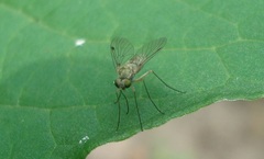 Chrysopilus asiliformis