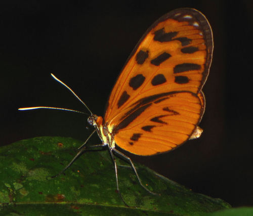 Forbestra olivencia