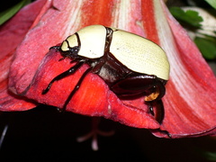 Macropoides crassipes