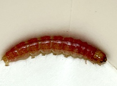 Litoprosopus coachella