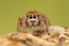 Habronattus arcalorus