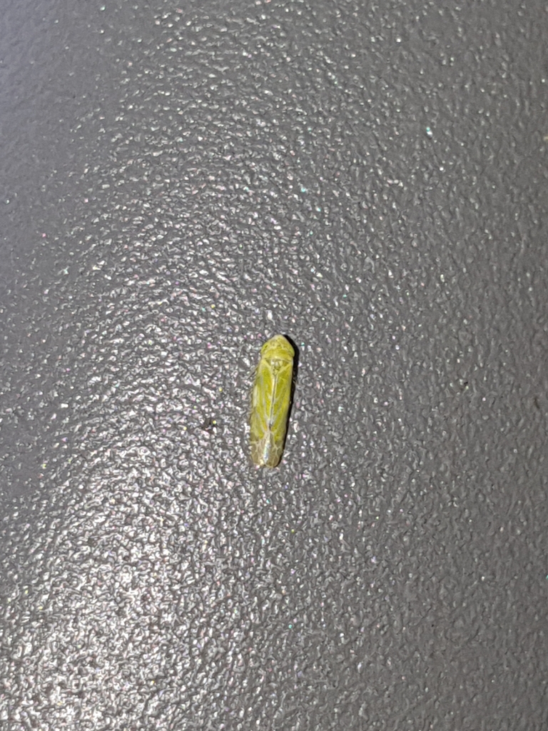 Liguropia juniperi