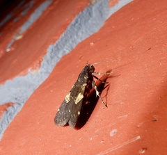 Hydrillodes gravatalis