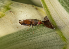 Cephaloconus tenebrosus
