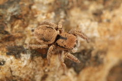 Habronattus arcalorus