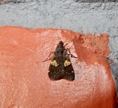 Hydrillodes gravatalis