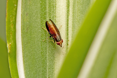 Cephaloconus tenebrosus