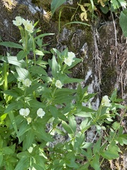 Epilobium luteum