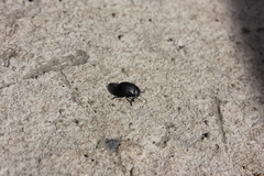 Chrysolina exanthematica