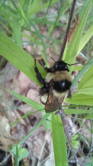 Bombus cullumanus