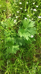 Aconitum lasiostomum
