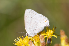Satyrium sylvinus dryope