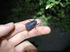 Holotrichia parallela