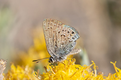 Satyrium behrii