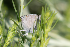 Satyrium sylvinus dryope