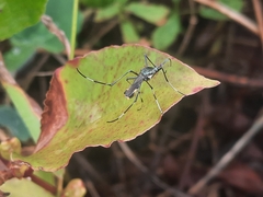 Toxorhynchites splendens
