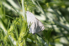 Satyrium sylvinus dryope
