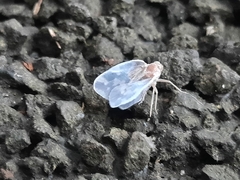 Borysthenes emarginatus