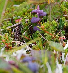 Exobasidium karstenii