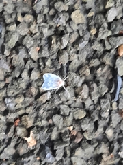 Borysthenes emarginatus