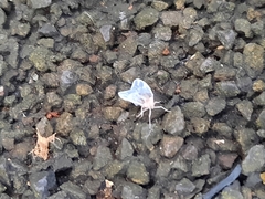 Borysthenes emarginatus