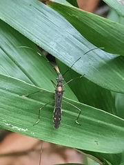 Marcius longirostris