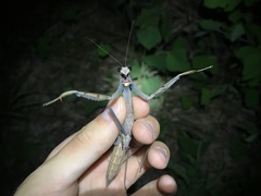 Tenodera sinensis