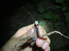 Tenodera sinensis