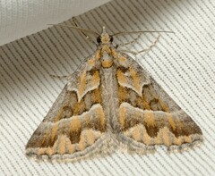 Dichromodes poecilotis