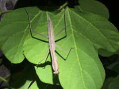 Tenodera sinensis