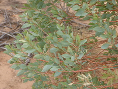 Codonocarpus cotinifolius