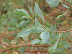 Codonocarpus cotinifolius
