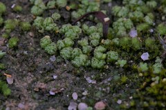 Fossombronia intestinalis