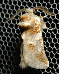 Culama dasythrix