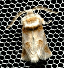 Culama dasythrix