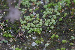 Fossombronia intestinalis
