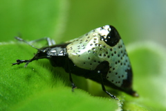 Cypherotylus dromedarius
