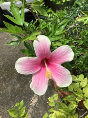 Hibiscus rosa-sinensis