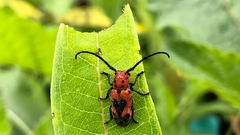 Tetraopes melanurus
