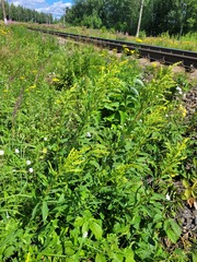 Solidago × niederederi