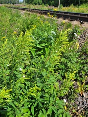 Solidago × niederederi