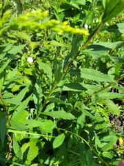 Solidago × niederederi
