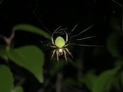 Neoscona mellotteei