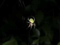 Neoscona mellotteei
