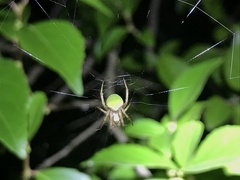 Neoscona mellotteei