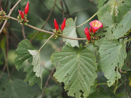 hawaiian sunset vine