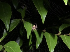 Neoscona punctigera