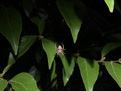 Neoscona punctigera