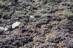 Eriogonum wrightii subscaposum