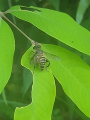 Mallota curvigaster